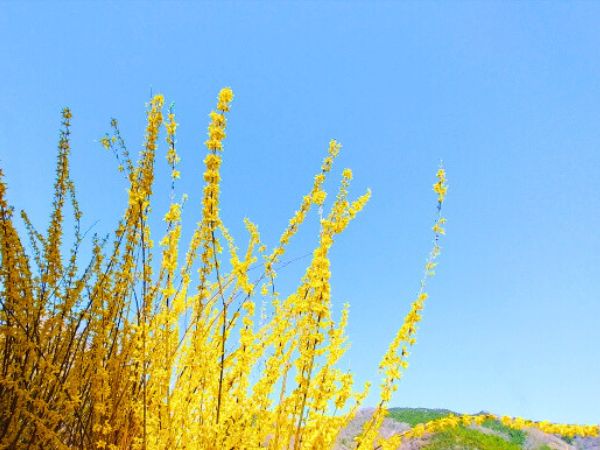 寒さに強く春に花が咲く中低木:レンギョウ