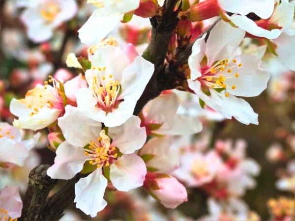 寒さに強く春に花が咲く中低木:ユスラウメ
