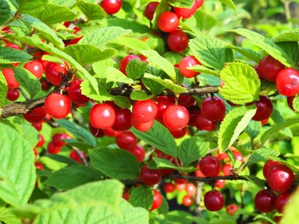 寒さに強く春に花が咲く中低木:ユスラウメ