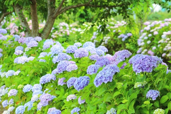 5月の宿根草のお手入れ:咲き誇る水色のアジサイ
