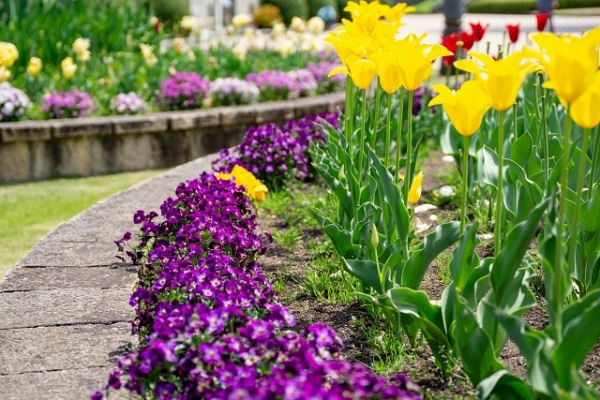 5月の宿根草のお手入れ:黄色いチューリップが咲く美しい花壇