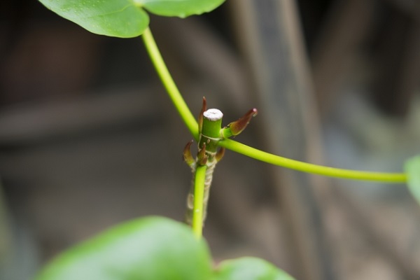 5月の宿根草のお手入れ:摘心後に出てきた脇芽