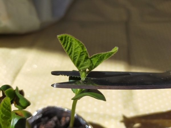 5月の宿根草のお手入れ:摘心される葉