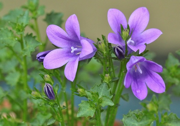 5月の宿根草のお手入れ:紫色のカンパニュラ