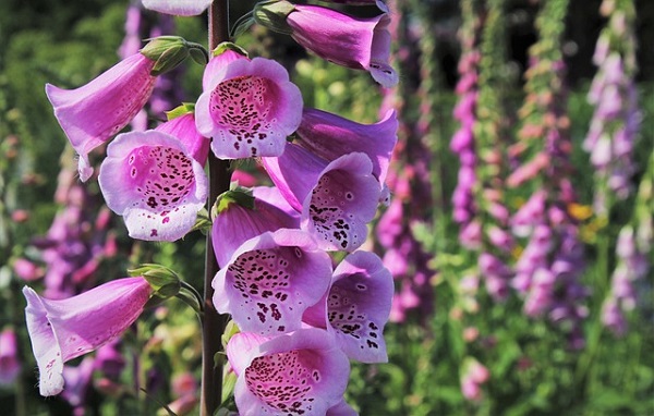 5月の宿根草のお手入れ:ピンク色のジギタリス