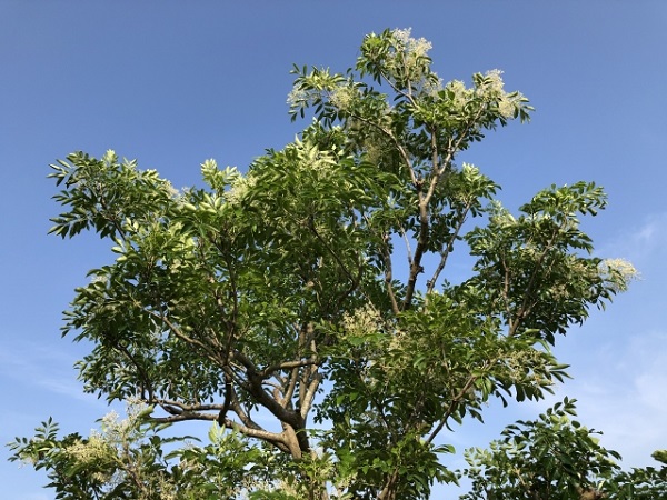 庭木剪定:シマトネリコと青空