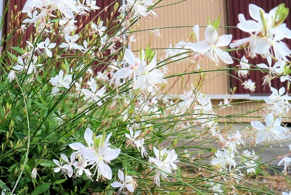 6月の宿根草のお手入れ：伸びて倒れかけた白いガウラ