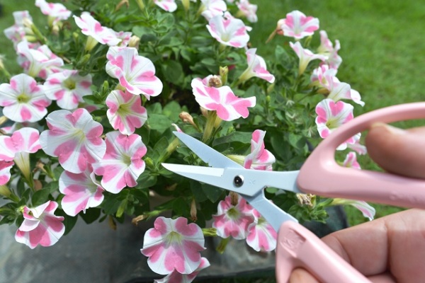 6月の宿根草のお手入れ:白とピンク色のサフィニア