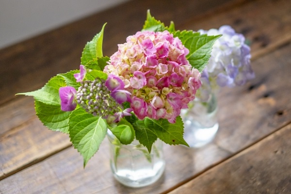 アジサイの剪定:生け花として楽しむアジサイ