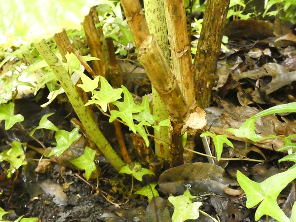 アジサイの剪定：木質化したアジサイの枝
