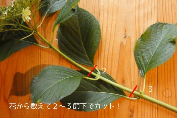 アジサイの剪定:アジサイの剪定方法