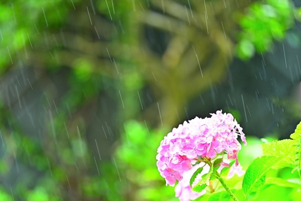 アジサイ剪定後の管理:水撒き中のアジサイ