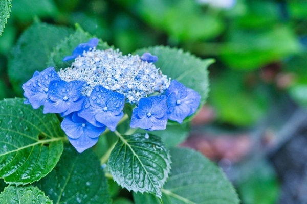 アジサイ剪定後の管理:雨に濡れた青いガクアジサイ
