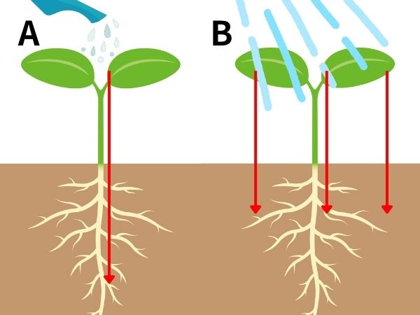 アジサイ剪定後の管理:水撒きのコツ