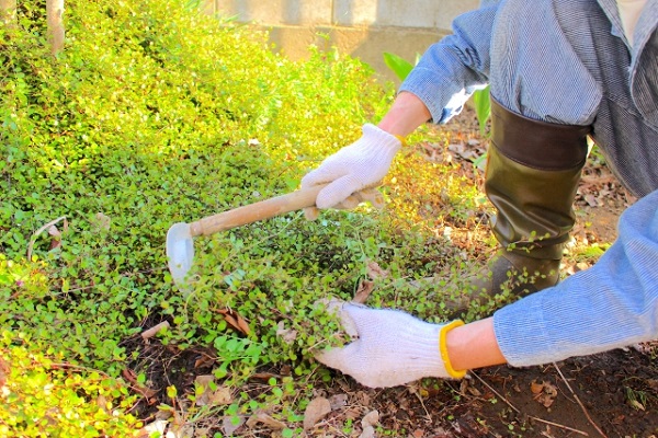 手軽な雑草対策:小さな鎌でガーデニング作業をする人