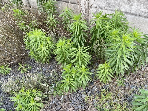 手軽な雑草対策:生き生きと育つ雑草