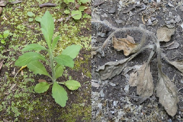 手軽な雑草対策:熱湯除草された雑草