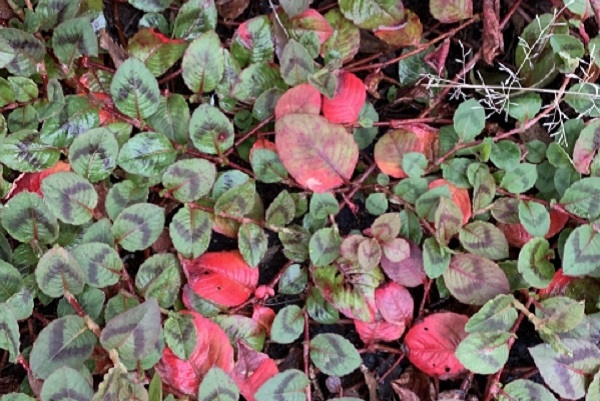 手入れ不要なグランドカバー：紅葉したポリゴナム