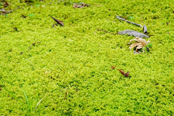 手入れ不要なグランドカバー:苔と落ち葉