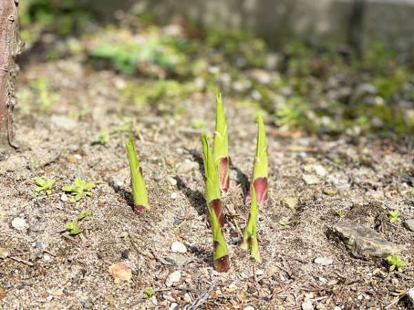 手入れ不要なグランドカバー:宿根草ホスタの新芽