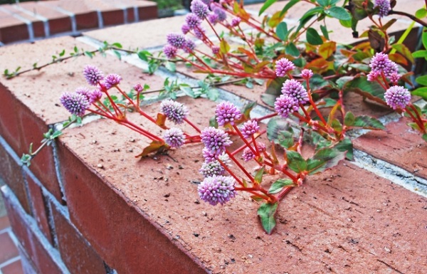 手入れ不要なグランドカバー:ピンク色の花が可愛いポリゴナム