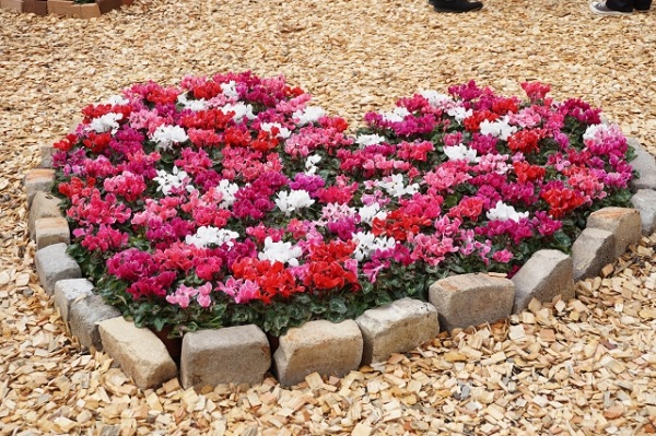 ガーデンシクラメンの育て方:ハート形の花壇に植えられたガーデンシクラメン