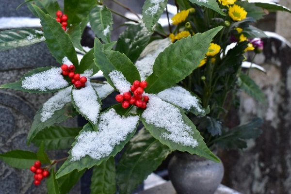 メンテナンスフリーな常緑低木：雪が積もっても元気なヒイラギナンテン