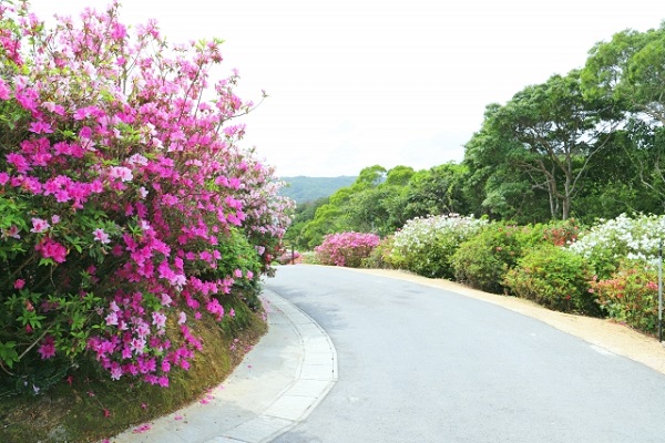 メンテナンスフリーな常緑低木:エリカ属のピンク色の花