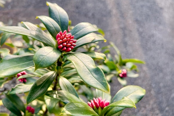 メンテナンスフリーな常緑低木:沈丁花のつぼみ