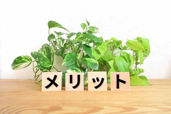 メンテナンスフリーな常緑低木:ポトスとメリット