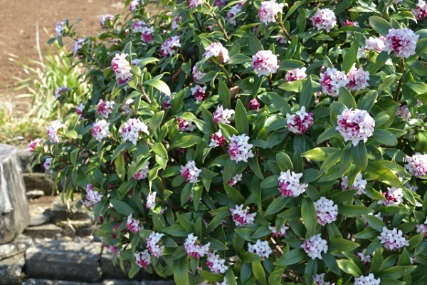 メンテナンスフリーな常緑低木:沈丁花の花