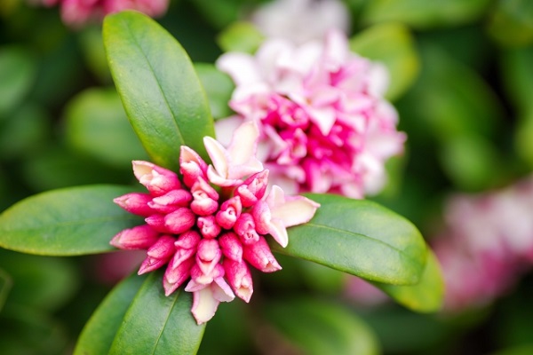 メンテナンスフリーな常緑低木:沈丁花の蕾