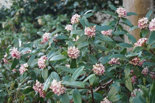 メンテナンスフリーな常緑低木:開花した沈丁花の花