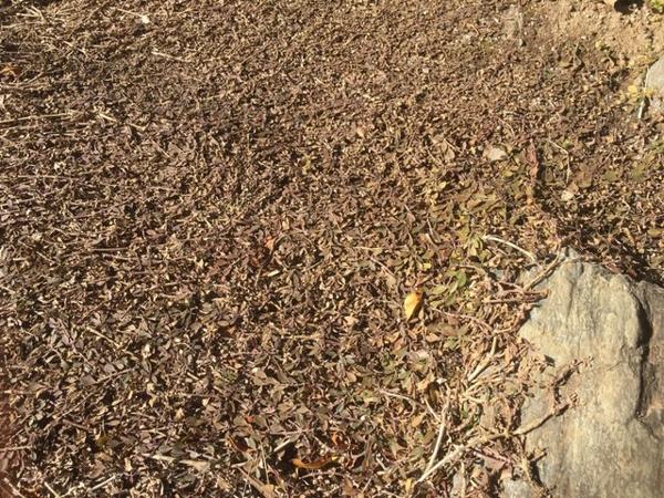 ヒメイワダレソウの冬の状態