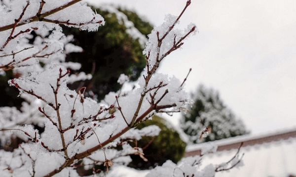 もみじ剪定のコツ:雪で覆われたもみじ