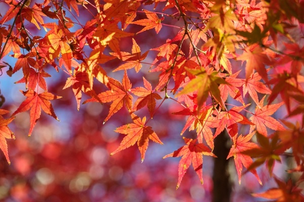もみじ剪定のコツ:美しい紅葉