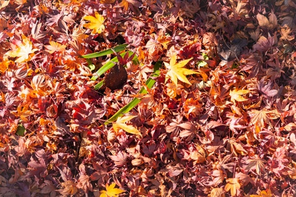 もみじ剪定のコツ:地面に広がるもみじの落ち葉