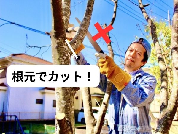 もみじ剪定のコツ:枝の途中を剪定する男性