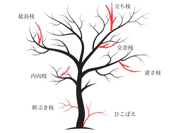 もみじ剪定のコツ:もみじの不要枝