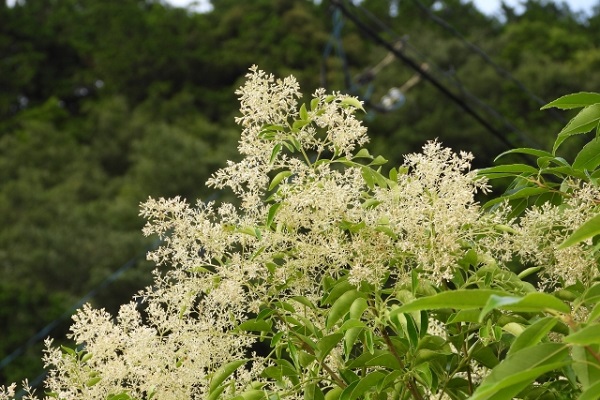 虫がつかないシンボルツリー:花が咲いたシマトネリコ
