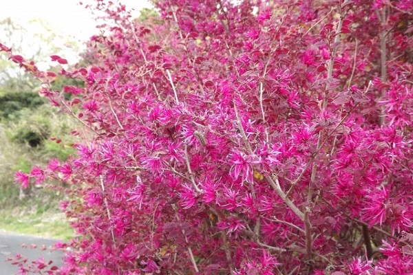 虫がつかないシンボルツリー:ピンク色の花が美しいトキワマンサク