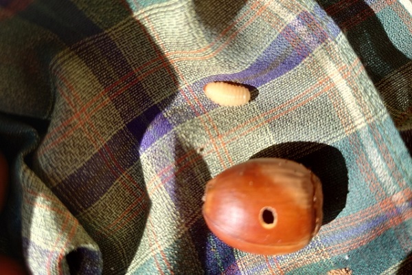 虫がつかないシンボルツリー:穴の開いたドングリとアナアキゾウムシの幼虫