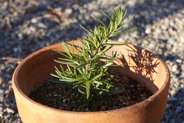 虫がつかないシンボルツリー:鉢植えのローズマリー