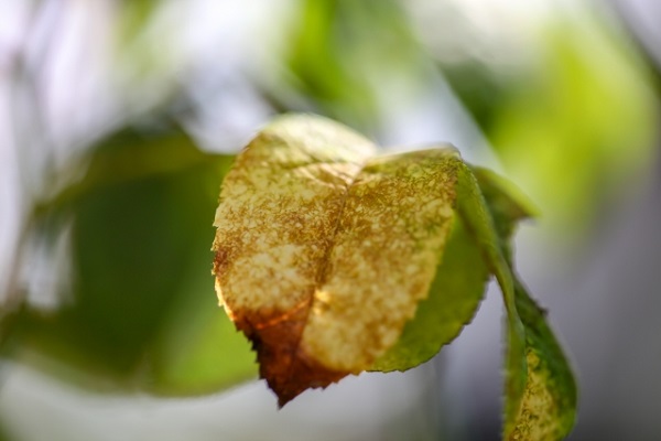 虫がつかないシンボルツリー:ハダニで黄色く枯れた葉
