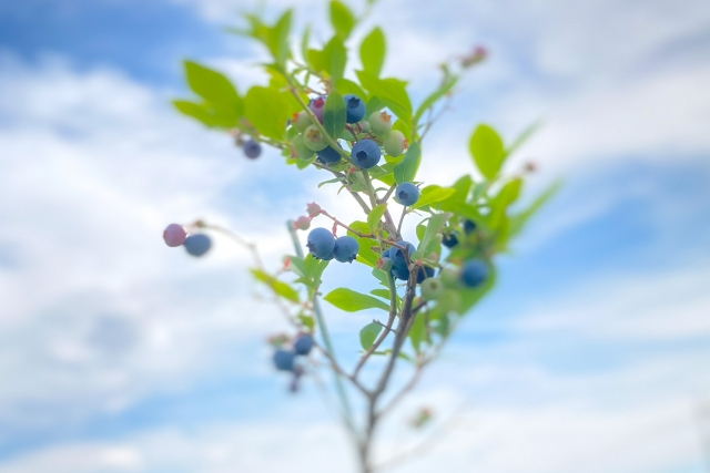 ブルーベリーと空