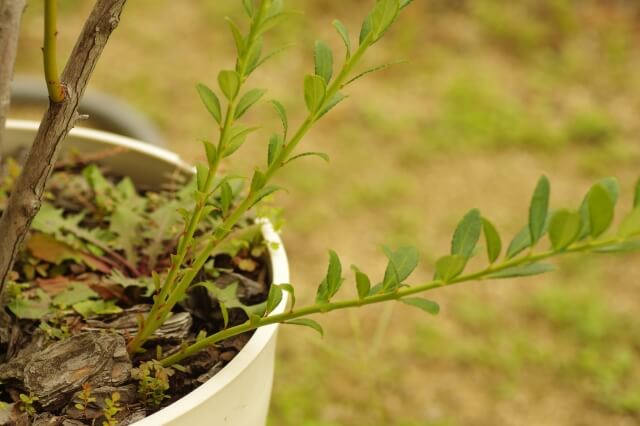 鉢植えのブルーベリー