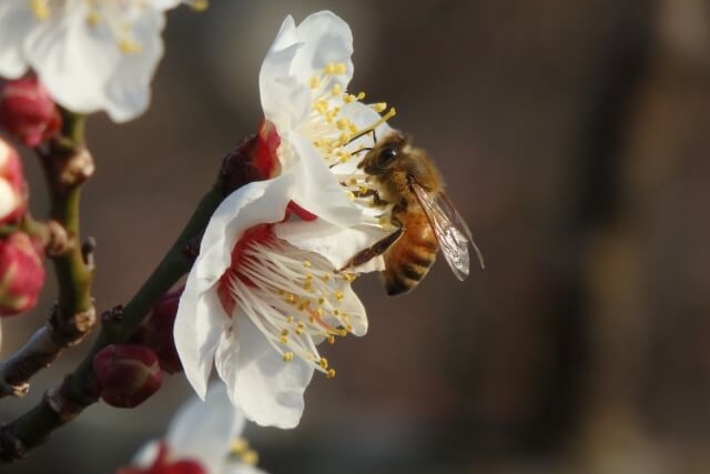 花粉を集めるミツバチ