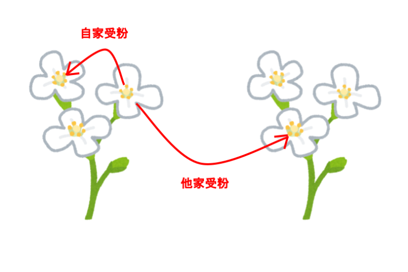 自家受粉・他家受粉のイメージ