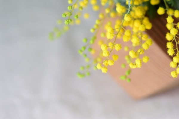 ミモザの育て方:鉢植えのミモザ