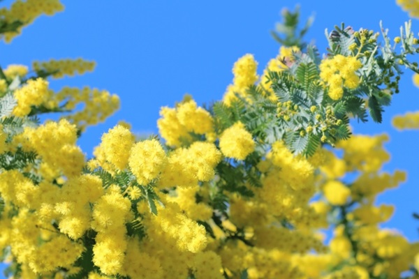 ミモザの育て方:黄色い花のミモザと青空
